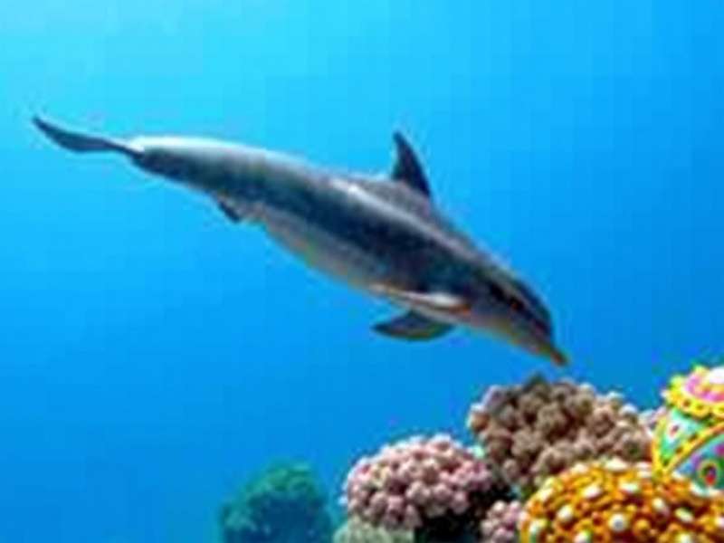 How to Unlock Rare Species in Marine Life Mania India Marine Life Mania India Rare Species - Ganges River Dolphin and Lakshadweep Corals